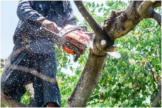 tree services Branchdale